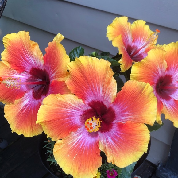 Meet your Posher, Deborah - Picture 3 of 4